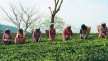 Green Economy Could Boost Jobs Says International Labour Organization